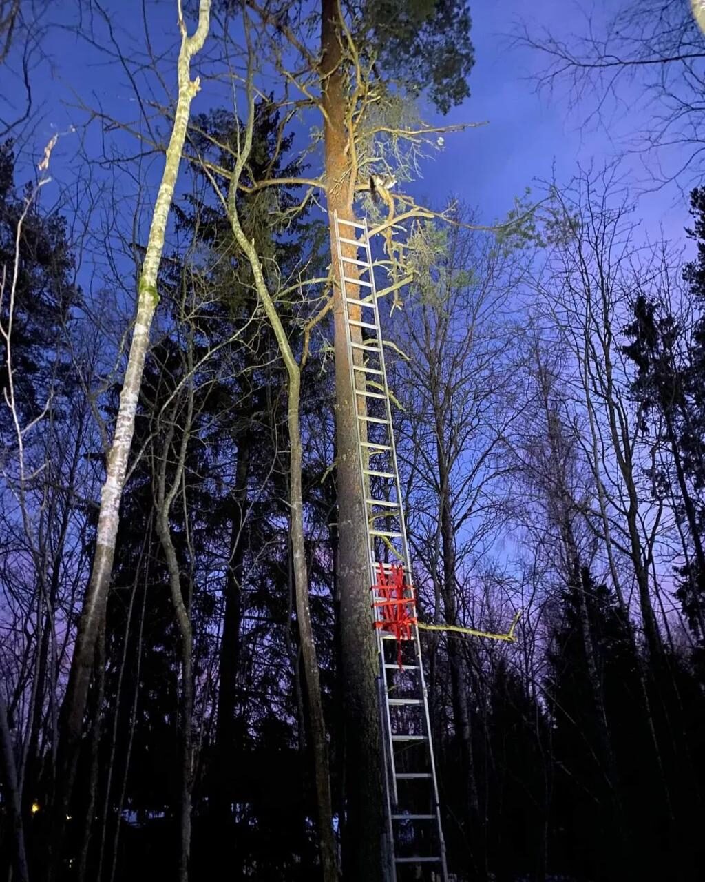 Sektionsfällning av träd i Söderhamn