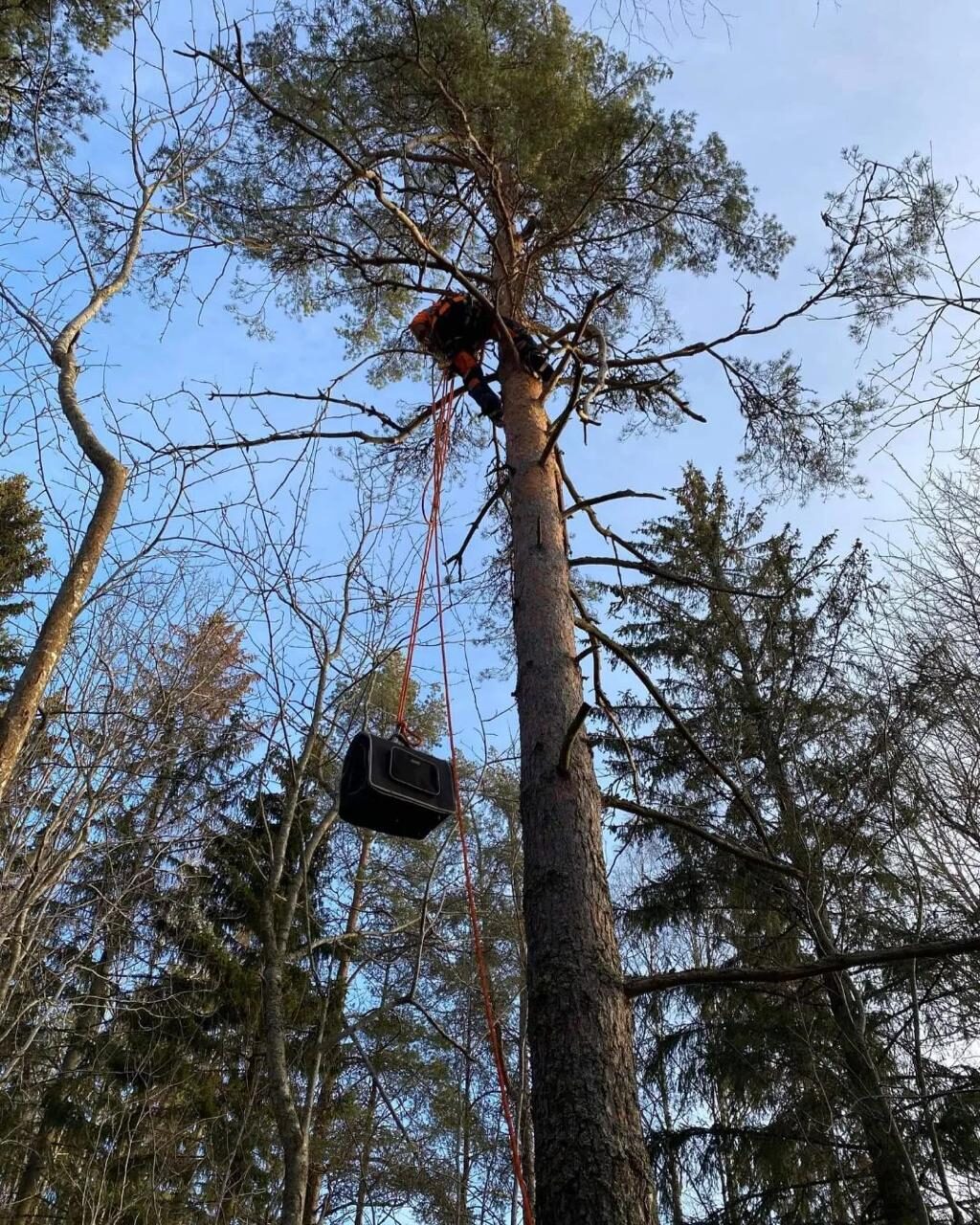 Arborist riggar ner gren med rep i Söderhamn