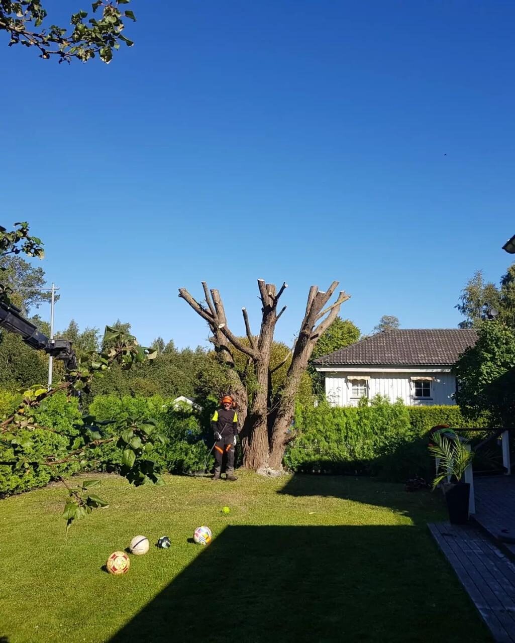 Arborist utför trädvård i Söderhamn